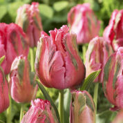 tulipe perroquet -fantasy